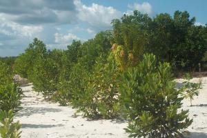 Acacia at St Elizabeth August 2011