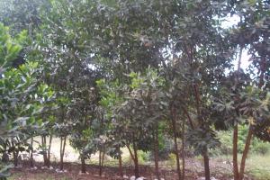 Acacia trees at Noitgedacht August 2011