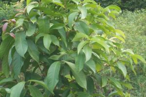 Cashew plant growing at noitgedacht