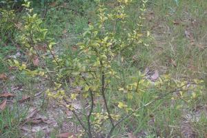 Cherry tree growing at noitgedacht