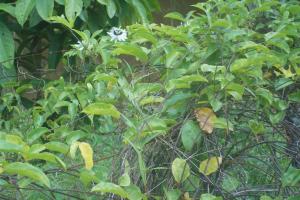 Flowering Passion Fruit plant at Noitgedacht