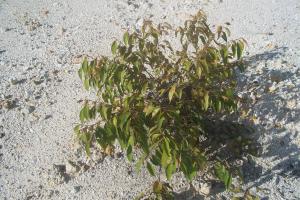 Forest Species growing at St. Elizabeth