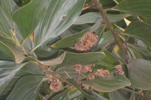 Fruiting Acacia at Noitgedacht