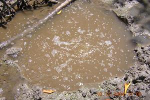 Gas Bubbles, Friendship Nearshore, Lower Pomeroon