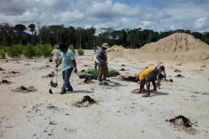 miners out planting at St Elizabeth